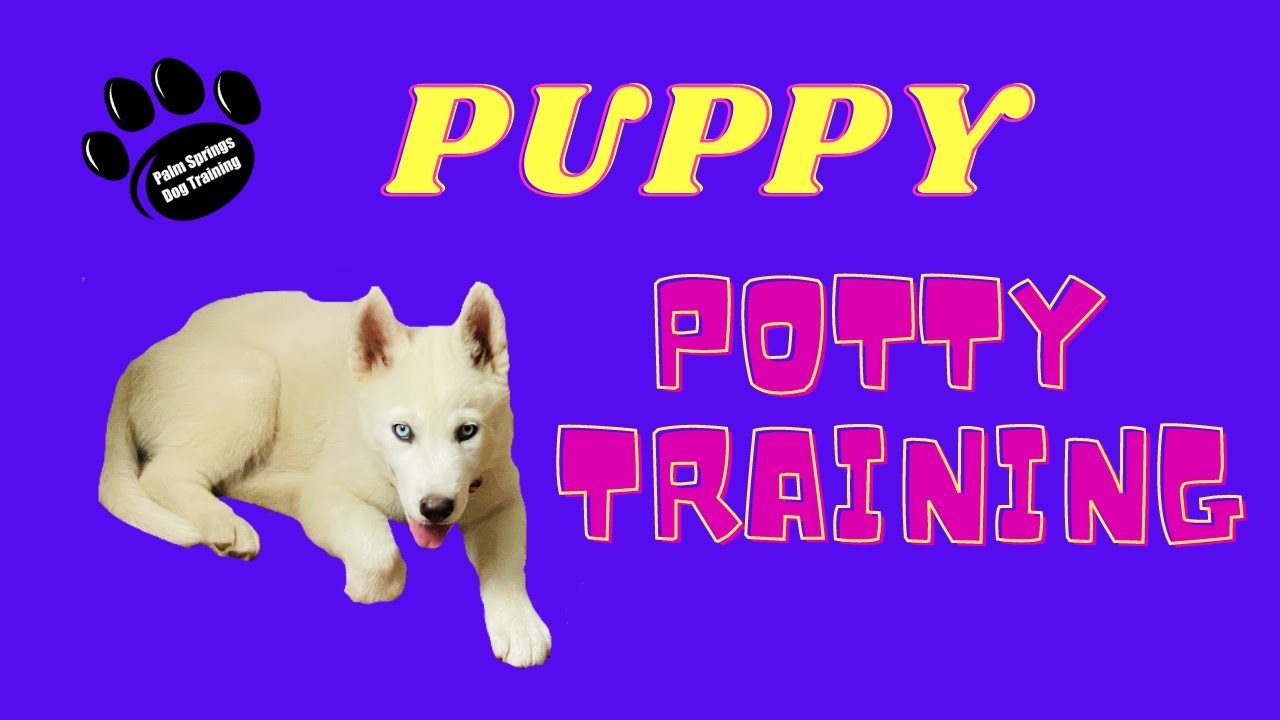 How to Potty Train your Puppy EASILY! Professional Dog Training! Palm
