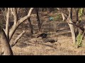 Anandvan Pune forest Peacock, Peahen and babies