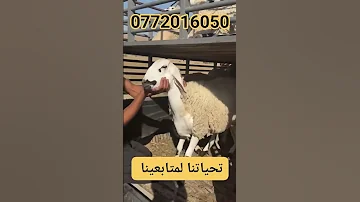 كاين سلعة تاع الصردي مرحبابيكم 