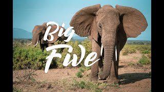 Africas Big 5 Animals