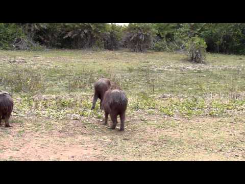 Vidéo: Les Dessous Tant Attendus De Capybara Retardés Indéfiniment