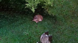 After Being Chased Away by Humans, He Left, Hiding in the Bushes for Days in Fear