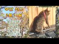 서구 물조리개 뚜껑이 크로스로 한 고양이 구조