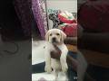 my cherrigadu #labrador #dog #dogshorts