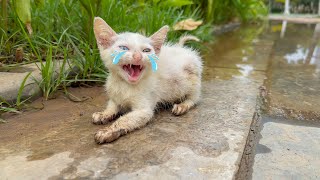 Rescue kitten with diarrhea who were crying because they were abandoned in the park