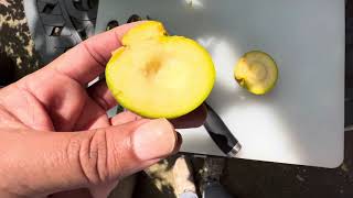 White Sapote - First Ever Taste Test - UK home grown fruit.