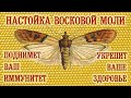 Настойка Восковой Моли - Поднимет Ваш Иммунитет, Укрепит Ваше Здоровье!