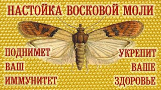 Настойка Восковой Моли - Поднимет Ваш Иммунитет, Укрепит Ваше Здоровье!