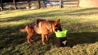 German Shepherd dog playing with  GoDogGo fetch machine!!!