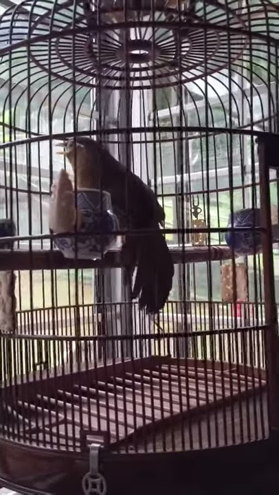 Hwamei birds song