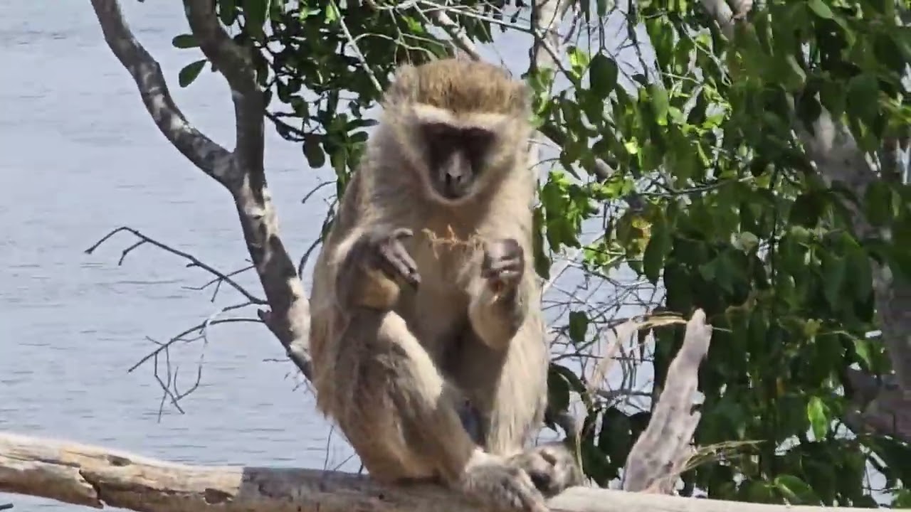 Monkeys playing . Lufupa Tented Camp Zamia.  Overseas adventure travel. September 2025