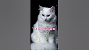 Top 10 Giống Mèo Phổ Biến Ở Việt nam #shorts  #cat