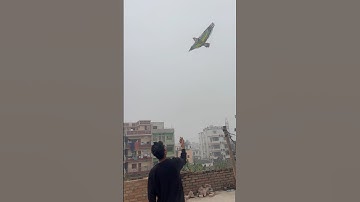 Happy Makar Sankranti 😍🦅🪁#kite #makarsankranti #shortvideo #trending ￼