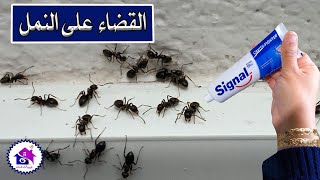 التخلص من النمل - افكار وحيل للقضاء على النمل في المنزلجربها بنفسك