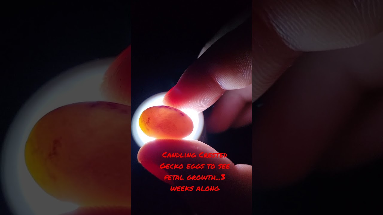 Candling Crested Gecko eggs at 3 weeks development... YouTube