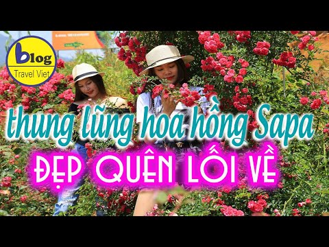 Video Thung lũng hoa hồng Sapa 2021 và hướng dẫn tham quan... - youtube