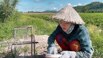 Thăm Lờ Cá Đủ bửa Cơm Gia Đình Cá Sặc Kho Qéo Món Canh Chua Thì Đậm Chất Miền Tây | DMT #duymiềntây