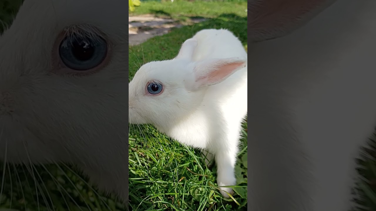 Blue Eyed rabbit 