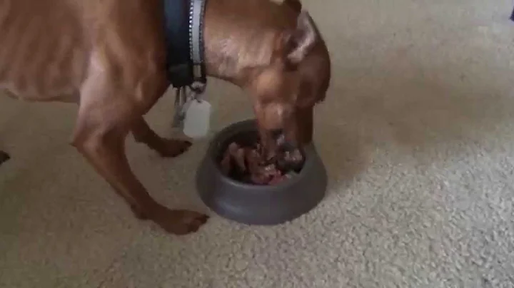 FASTEST eating DOG in the WORLD!