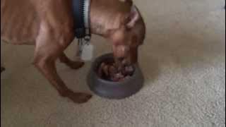 FASTEST eating DOG in the WORLD!