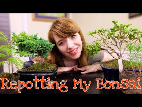 Repotting Bonsai Seedlings  - YouTube
