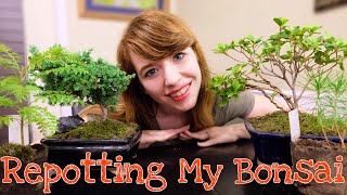 🌱 Repotting Bonsai Seedlings 🌱