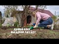 VLOG: ДАЧНЫЙ ВЛОГ. ВЫСАДИЛИ РАССАДУ ПОМИДОРОВ И КАПУСТЫ. ПОДВЯЗАЛИ МАЛИНУ И ЕЖЕВИКУ | 9.05.22