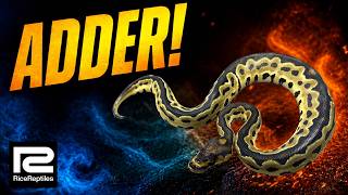 Adder!