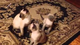 Siamese kitten dance practice