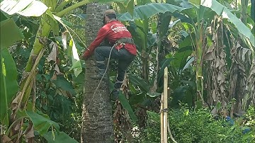 anh thợ cưa hạ cây thốt nốt bẩy mươi năm cho bà lão ở sóc ô lăm