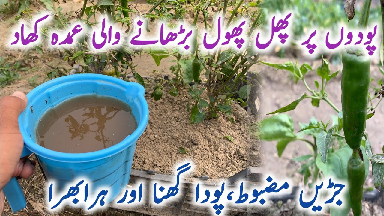 Best organic liquid fertilizer for chilli plants || Podhon ki growth kaise badhaye