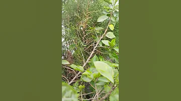 i found humming bird  nest in my garden 🏡🏡