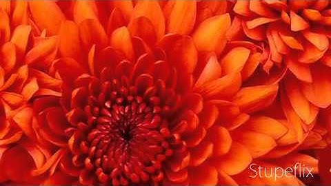 My Autocount Accounting System