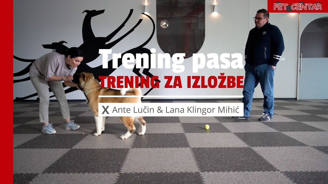 Trening pasa/ Trening za izložbe