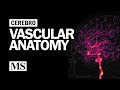 Cerebral Vascular Anatomy And Imaging