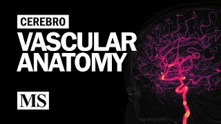 Cerebral Vascular Anatomy And Imaging by The Neurophile (by Rutgers RWJMS Neurology) 180,958 views 3 years ago 23 minutes