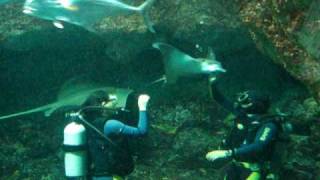 Swimming with sharks