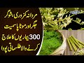 Benefits Of Moringa ‘Miracle’ Plant & Sweet Stevia | Moringa Benefits | Moringa Tree in Pakistan