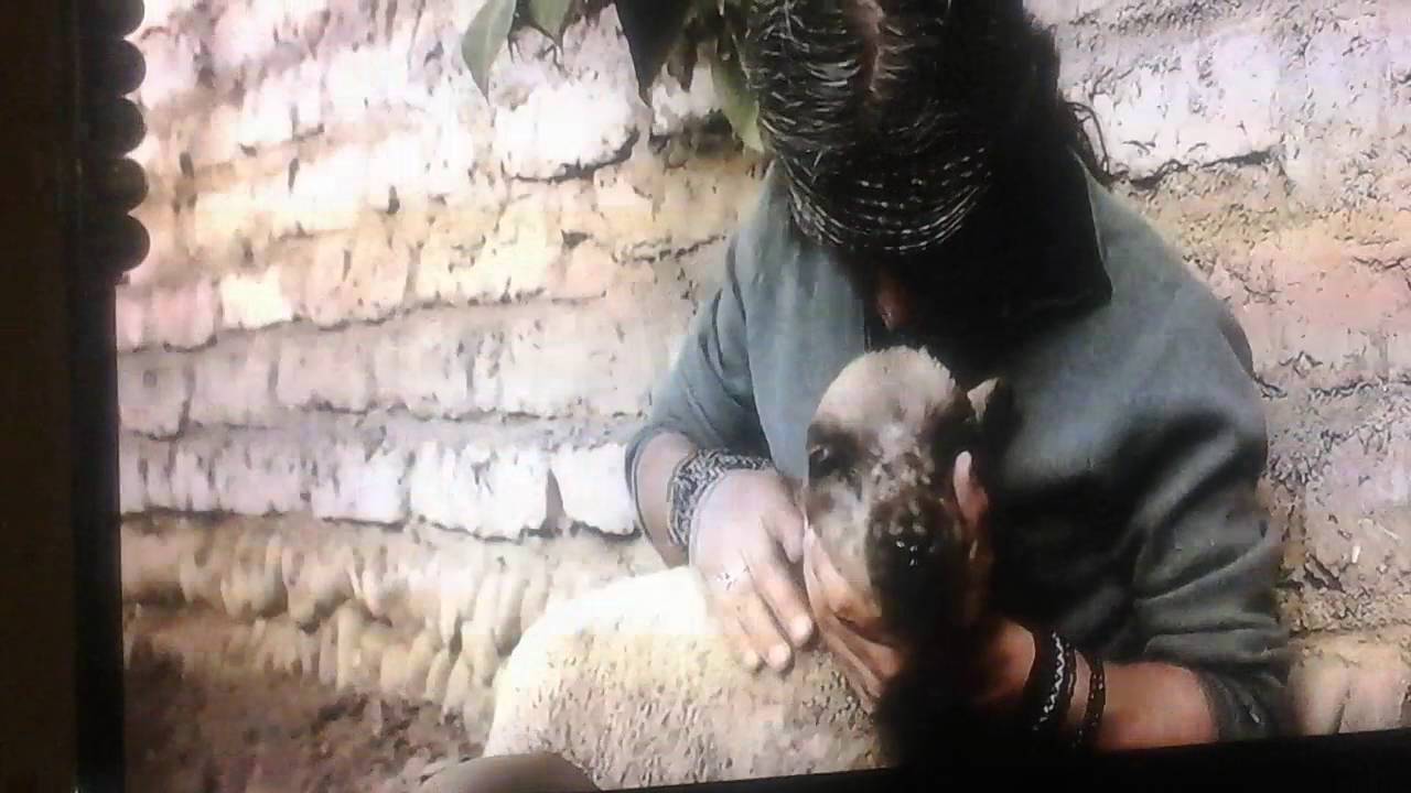 Musica peruana modernizada