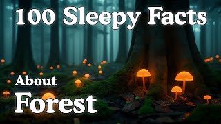 The Most Peaceful Forest Facts to Fall Asleep To