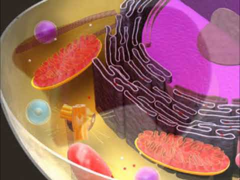 Video: Verschil Tussen Lysosomen En Ribosomen