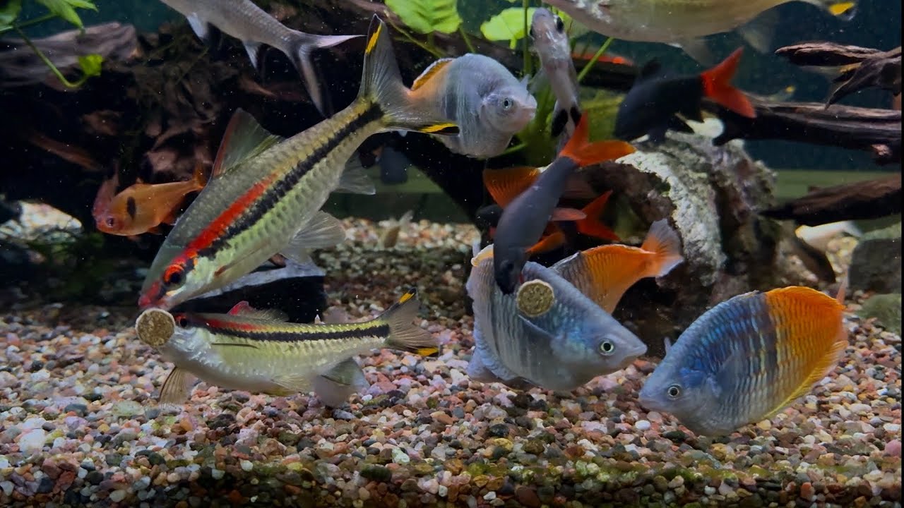 Fish Feeding : Sera O-Nip Nature Tabs