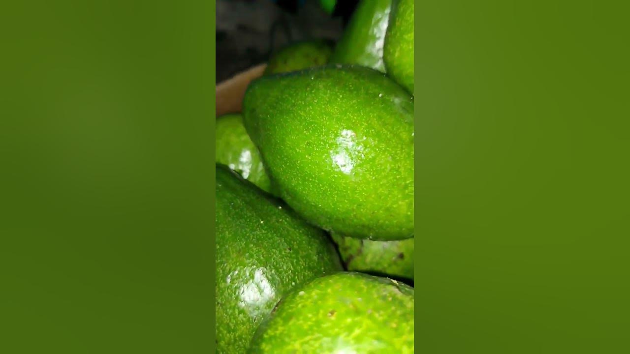 what-fruit-is-this-youtube