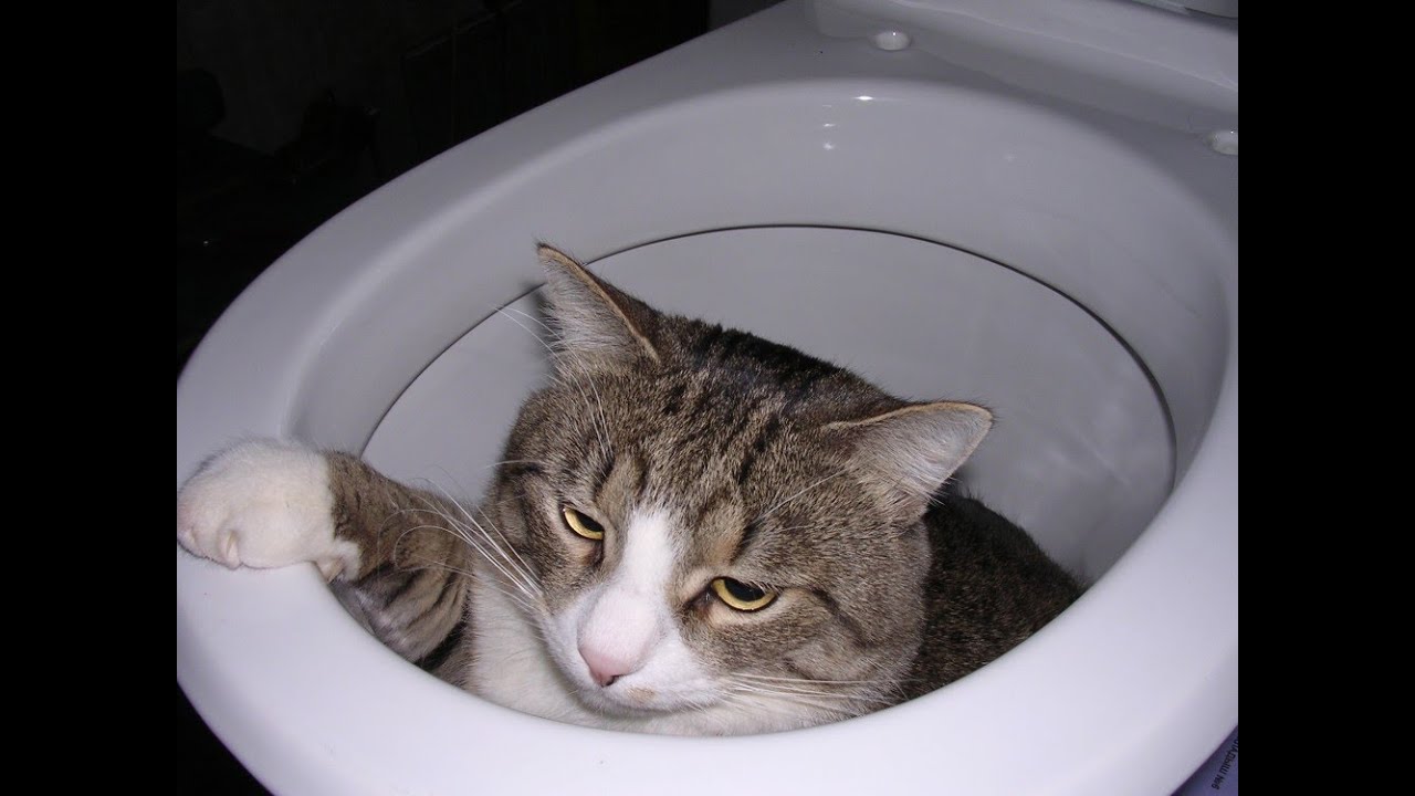 Как правильно утопить котят в унитазе - 85 фото