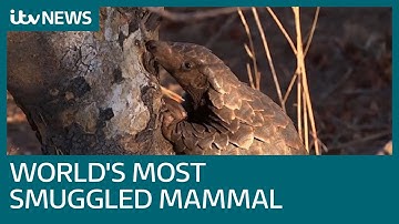 The pangolin: The most trafficked mammal in the world  | ITV News