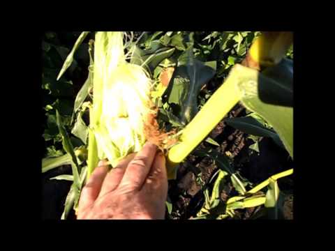 Семенная кукуруза  Как отобрать початок на семена