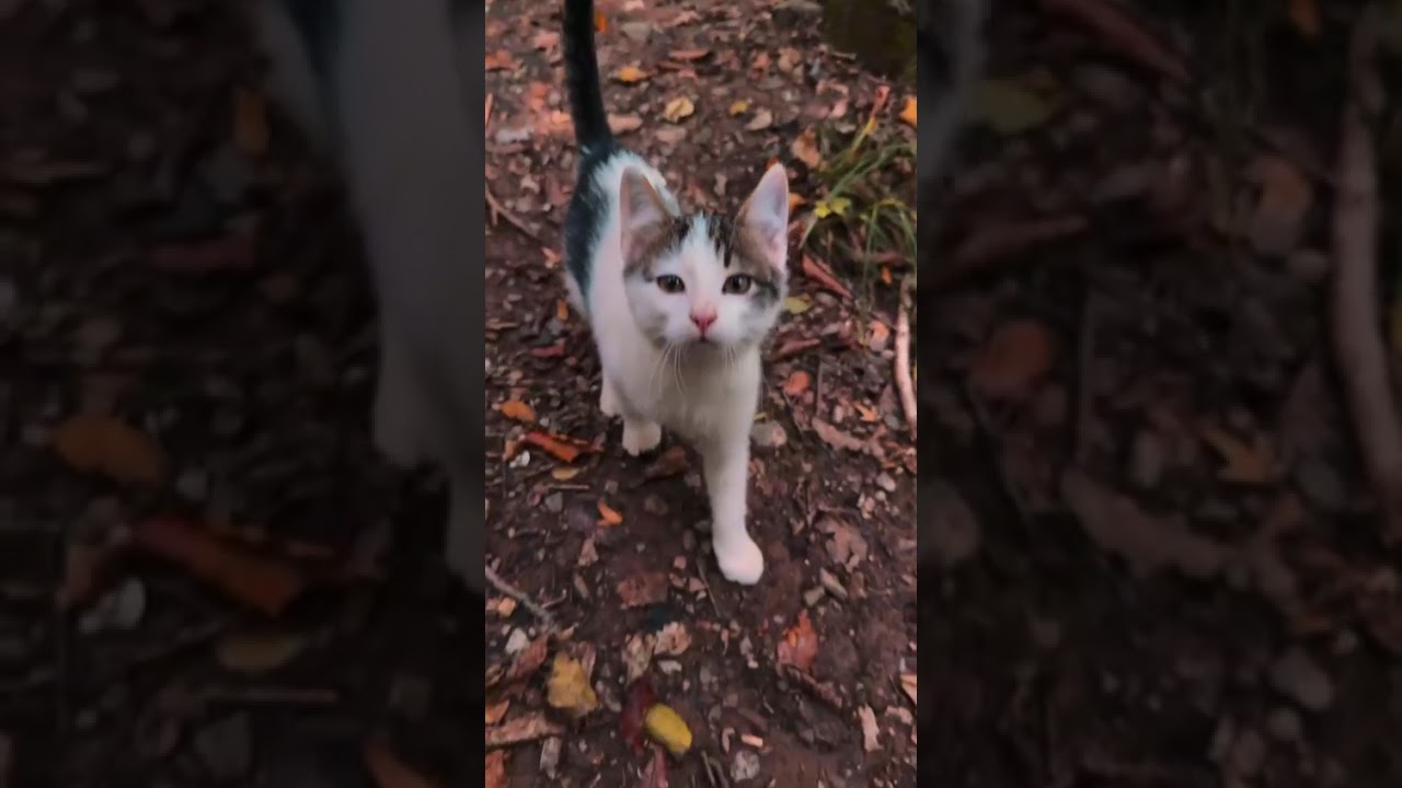 Водопад Джур-Джур