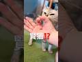 賢い猫チャレンジ⁉️😼🎓　#ねこ部 #ねこ動画 #猫のいる暮らし #実験 #実験動画 #猫好きさんと繋がりたい #ねこ #munchkin #shorts