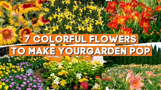 7 گل رنگارنگ برای زیبا کردن باغ شما 🌼🌸🌻