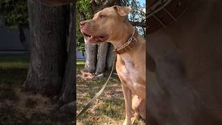 Питбультерьер (Pitbull Terrier) — 3 х часовая прогулка.  Ссылка на полное видео в комментарии